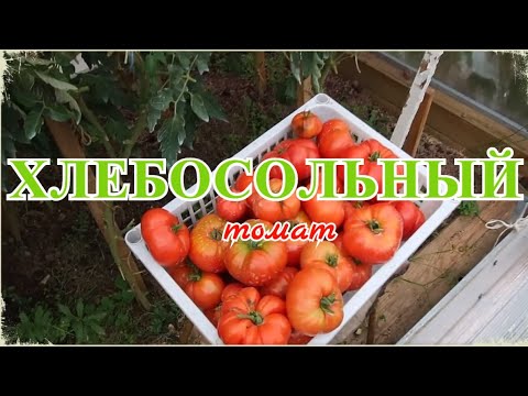 Видео: 🍅 Томат ХЛЕБОСОЛЬНЫЙ | ТРУДОЛЮБИВЫЙ |  ПРИЛИЧНОГО ВКУСА