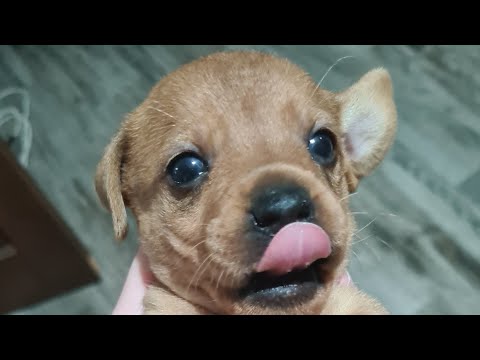 Видео: Первый прикорм щенков  таксы