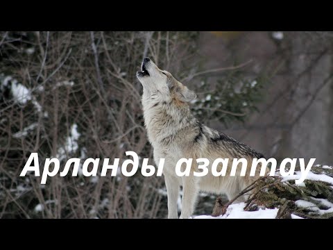 Видео: Абадан.  Араланды азаптаған Жолдас. #өмірлікхикаялар