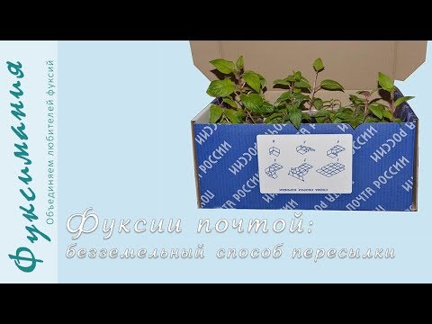 Видео: Фуксии почтой: безземельный способ пересылки