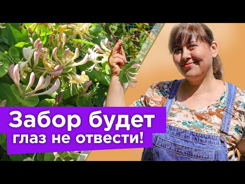 Видео: ЧТО ПОСАДИТЬ ВДОЛЬ ЗАБОРА? Самые красивые и быстрорастущие растения, которые преобразят любой забор