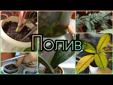 Видео: Видео по просьбе🌱Полив любого растения💧Оценка влажности💧Сколько воды🌱Полив орхидей💧Цветов🌱Как часто🌱