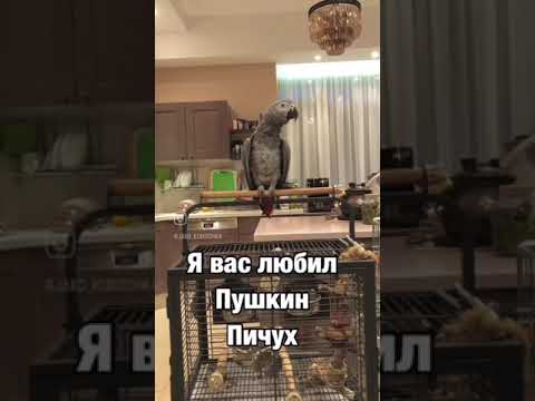 Видео: Валера орел #попугай #давайтедружить #musicremix #подпишись #юмор #смешныепопугаиговорящие