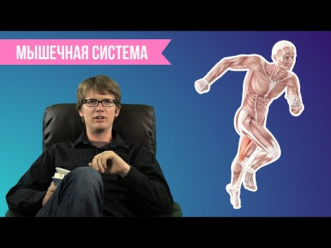 Видео: Мышечная система (видео 3)| Crash course | Partner Content