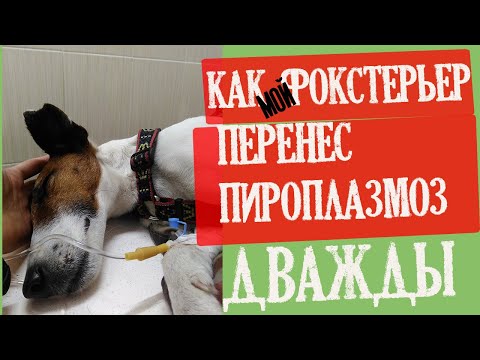 Видео: Как мой фокстерьер дважды выжил после пироплазмоза/Фоксблог