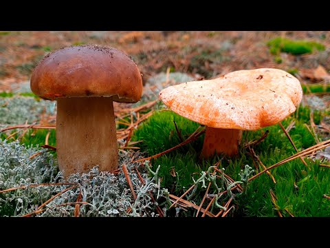 Видео: ВЫ ТАКОЕ ВИДЕЛИ?! РЫЖИКИ И БЕЛЫЕ ГРИБЫ РАСТУТ ВМЕСТЕ! ВСЕ ГРИБЫ В ОДНОМ ЛЕСУ! БОРОВИКИ И РЫЖИКИ 2022