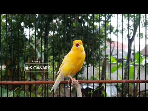 Видео: Полное руководство: Как научить канарейку мелодично петь КАЖДЫЙ ДЕНЬ❗❗