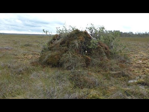 Видео: Болотный скрадок