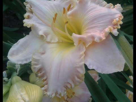 Видео: Лилейники с названиями. 2 часть.