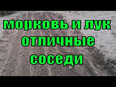 Видео: КАК САЖАТЬ ЛУК И МОРКОВЬ.