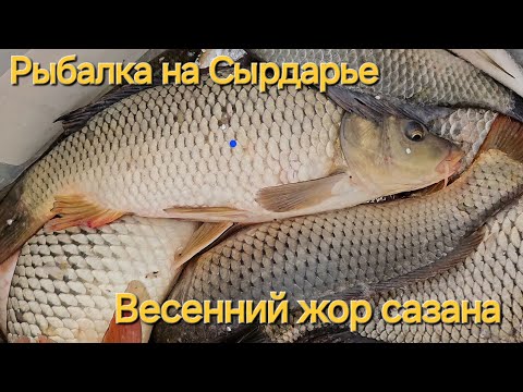 Видео: Рыбалка в Узбекистане. Ловим сазанов .Река Сырдарья . Весенний жор сазана!
