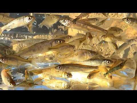 Видео: Рыболовная ловушка в грязной реке посреди зимы. Вы поймаете инвазивные инопланетные виды!!!!!