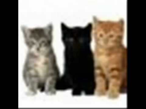 Видео: Димо трътката - живот ли е без теб