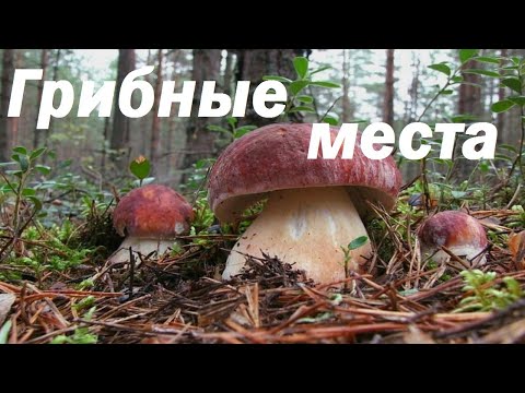 Видео: ГРИБЫ ПОШЛИ ! / На сбор грибов в Северную Карелию. Белые грибы