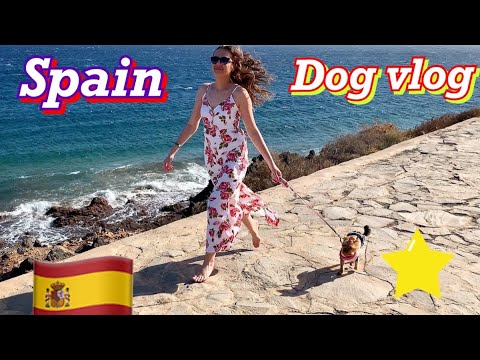 Видео: Dog vlog: В Испании с собакой // Куда нас не пустили с собакой в Испании // Собака в торговом центре