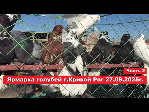 Видео: Ярмарка голубей и декоративных птиц г. Кривой Рог 27.09.2025. Часть 2