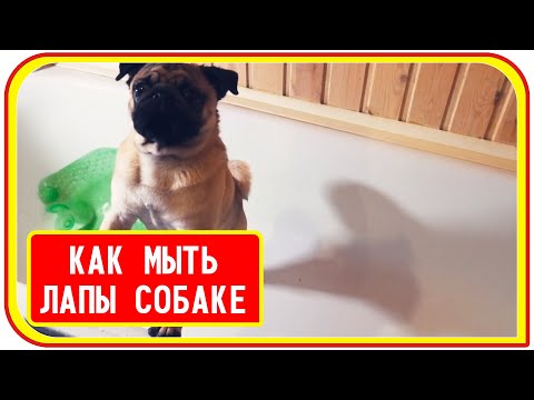 Видео: Мопс после прогулки, как мыть лапы, еда для щенка породы мопс.