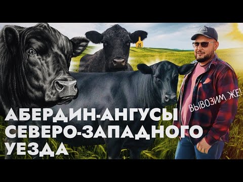 Видео: Абердин-ангусы Северо-Западного уезда