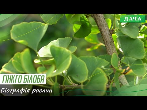 Видео: Гінкго білоба. Особливості сортів  гінкго. Як використати гінкго у ландшафтному дизайні?