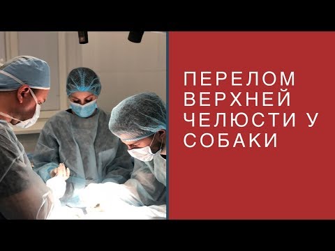 Видео: Перелом верхней челюсти у собаки