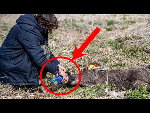 Видео: Мужчина не смог пройти мимо маленького, напуганного ЛОСЕНКА, НАМЕРТВО застрявшего в ловушке