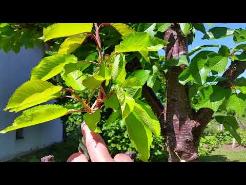 Видео: 60/Грижи след прихващане при ашладисване!