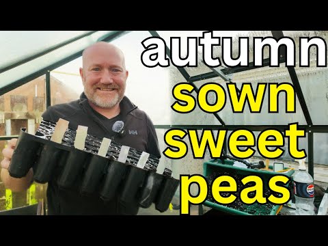 Видео: Душистый горошек, посеянный осенью | Душистый горошек, высаженный зимой для более крепких растени...