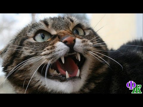 Видео: ПУС 6 «Чужак!» - Пус уловил запах врага в квартире, одним прыжком он сбил его с ног и повалил на пол