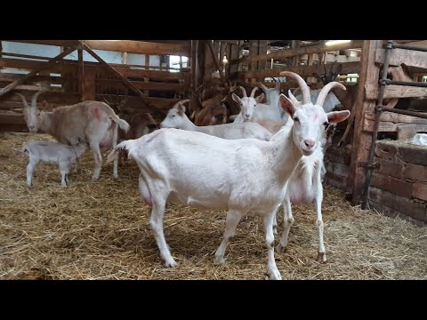 Видео: Сода КОЗАМ // НЕДОКУС и другие вопросы козоводов