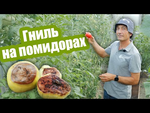Видео: Почему ГНИЮТ ПОМИДОРЫ на кусту: 6 главных причин