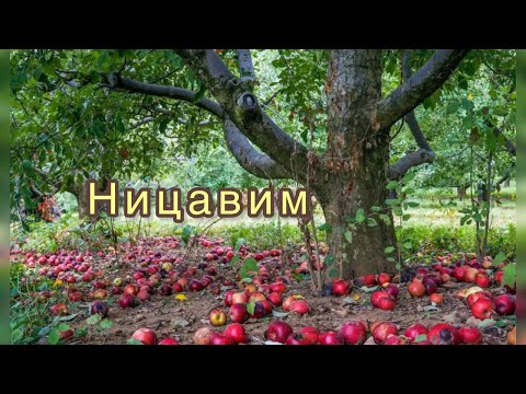 Видео: Вот вы все стоите! Ницавим.