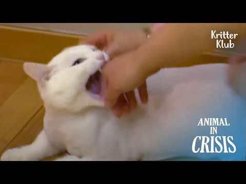Видео: Кот, которого предал любимый хозяин, стал агрессивным | Животное в кризисе EP193