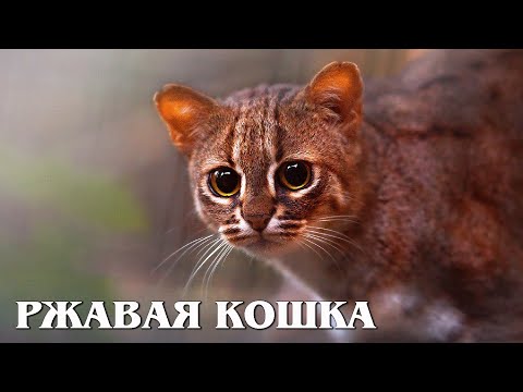 Видео: Пятнисто-Рыжая кошка: Самая Миниатюрная Дикая Кошка на Планете Земля | Интересные факты про кошек