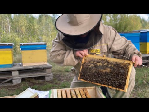 Видео: До зимівлі готові 04.10.25р #пасіка #бджоли 