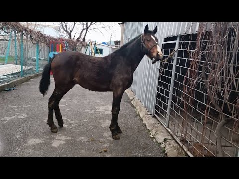 Видео: Ат багуунун жолдору. Баардык сырларын айтып берем. 19 марта 2022 г. @horse @лошадь@жылкы@ат багуу