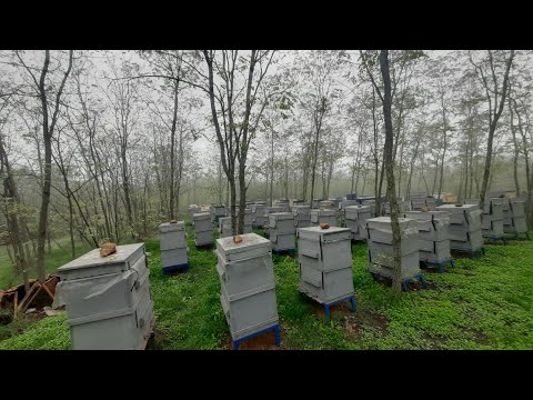 Видео: Бджоли в ударі: Жовтень, а розплоду валом, меду по різному, сім'ї просіли!