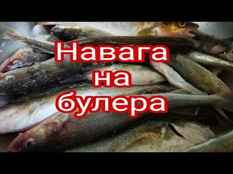 Видео: Рыбалка на Майхе. Навага на булера. В палатке.