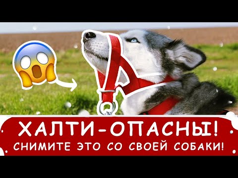 Видео: Снимите с собаки халти! Опасно для жизни!