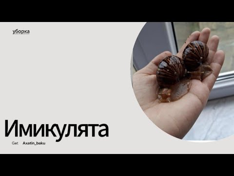 Видео: уборка у улиток,что случилось с имикулятами??😃