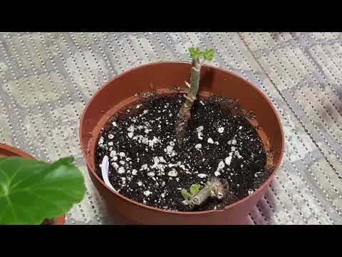 Видео: Пеларгонии ЗИМОЙ🌺Как Ухаживать - ГЛАВНОЕ условие Успеха!