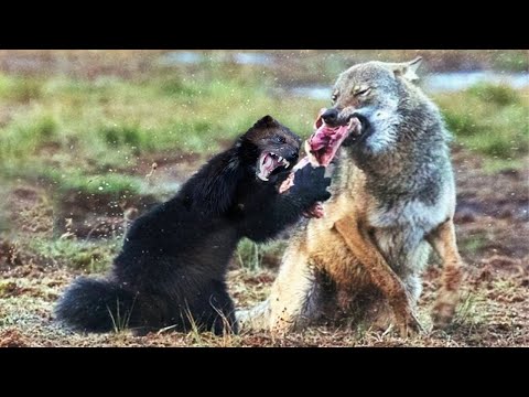 Видео: Держит в страхе ВОЛКОВ с Медведями и ест ЛОСЕЙ! Росомаха - Самый Бесстрашный ХИЩНИК!