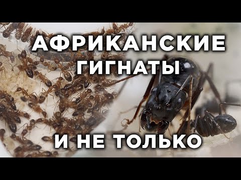 Видео: НОВЫЕ БОЛЬШИЕ МУРАВЬИ ИЗ АФРИКИ И НЕ ТОЛЬКО!