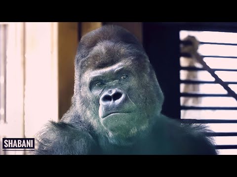 Видео: Что изменилось, а что осталось прежним после ухода Энни | Группа Шабани