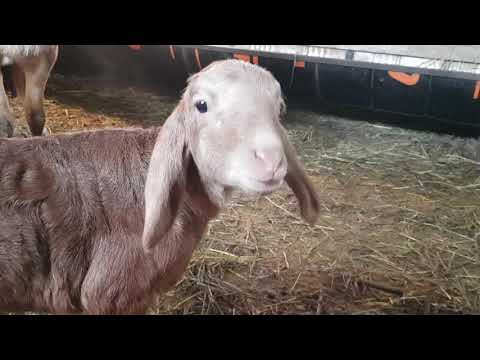 Видео: Хозяйство Азамата Талибова. Каракол. Анвар Рустемов +77017224679(ватцап)