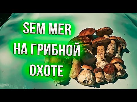 Видео: Sem Mer собирает белые грибы !!!