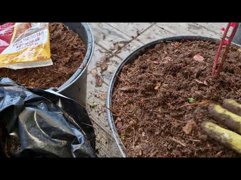 Видео: Посадка 2-хлетнего куста голубики