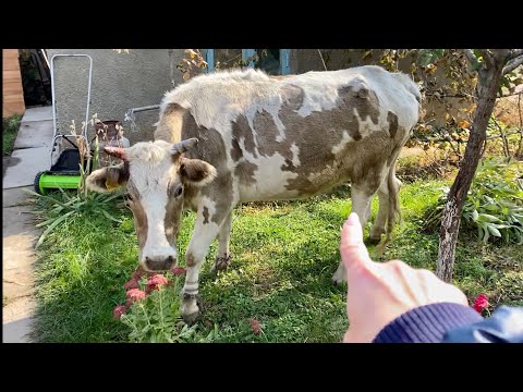 Видео: АСМР Дачный Влог |С любовью обо всём понемногу |ASMR |VLOG