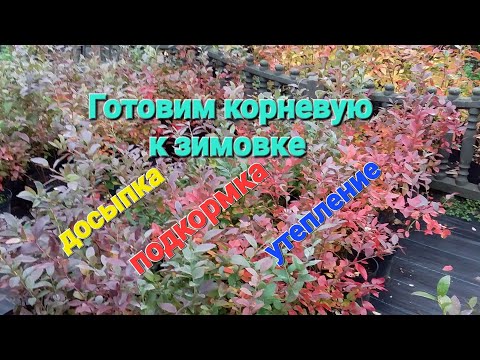 Видео: Уход за голубикой осенью. Досыпка, утепление и подкормка.