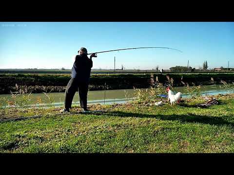 Видео: Осётр 78 кг  2метра 5 см оказsвается водиться в реке По #рыбалка #fishing #рыбалкасдедом #myfishing