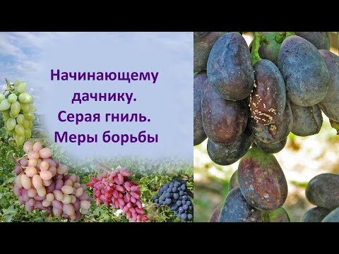 Видео: @Начинающему дачнику  Серая гниль и меры борьбы